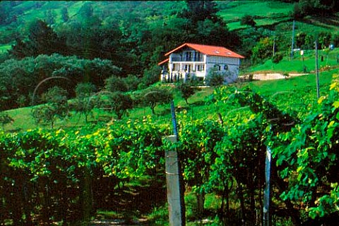 Vineyards near Guetaria west of   San Sebastin Guipzcoa province Spain   Chacol de Guetaria
