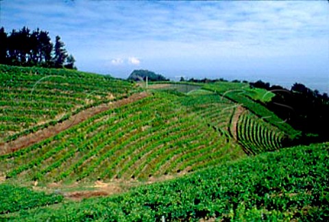 Vineyards near Guetaria west of   San Sebastin Guipzcoa province   Spain Chacol de Guetaria