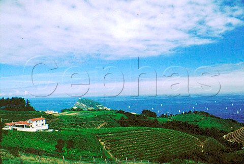 Bodega Ameztoi and its vineyards at   Zarauz west of San Sebastin Guipzcoa   province Spain     Chacol de Guetaria