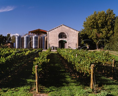 Chardonnay vineyard by the Domaine de la Motte winery of James Herrick  near Narbonne Aude France