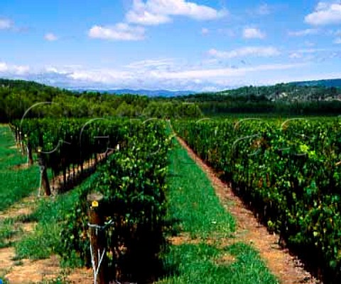 Chardonnay vineyard on James Herricks   Domaine de la Boulandire at Srame   near LzignanCorbires Aude France   Vin de Pays dOc