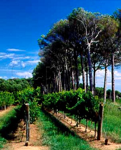 Chardonnay vineyard on James Herricks   Domaine de la Boulandire at Srame   near LzignanCorbires Aude France   Vin de Pays dOc