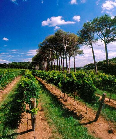 Chardonnay vineyard on Domaine de la Boulandire of Herrick Srame near LzignanCorbires Aude   France   Vin de Pays dOc
