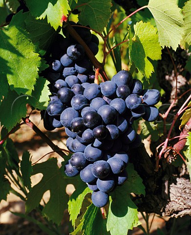 Cinsault grapes in Clos de Capitelle vineyard of   Domaine de Centeilles Siran Hrault France     Minervois