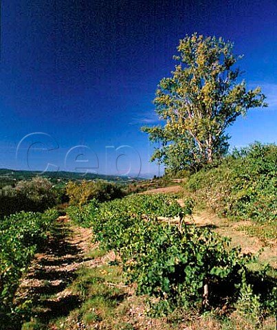 Vineyard at RouffiacdAude Aude France  AC Malepre