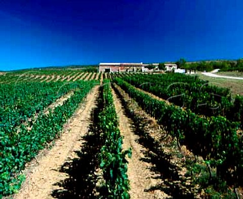 Pinot Noir vineyard at Domaine de lAigle  Roquetaillade Aude France Limoux