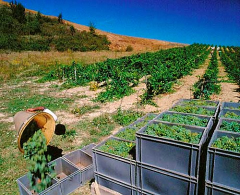 Harvesting Chardonnay grapes in vineyard of   Domaine de lAigle Roquetaillade Aude France   ACs Limoux  Crmant de Limoux