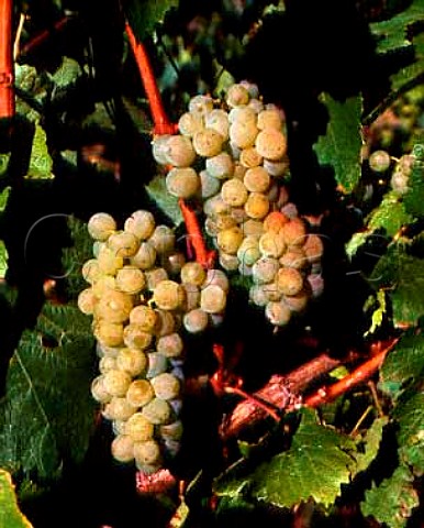 Ripe Chardonnay grapes in Les Aigles vineyard of   Domaine de lAigle  at 400420 metres their highest   Chardonnay vineyard   Roquetaillade Aude France  Limoux