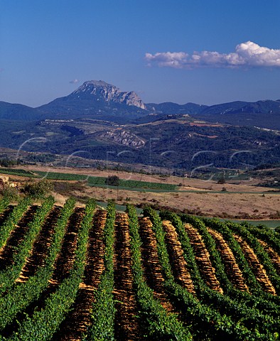 Vineyards at ConilhacdelaMontagne with the Pic de Bugarach 1230 metres 20km in the distance  Aude France Limoux