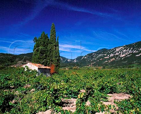 Vineyards near CaudisdeFenouilldes   PyrnesOrientales France  AC Ctes du Roussillon    Vin de Pays des Coteaux de Fenouilldes