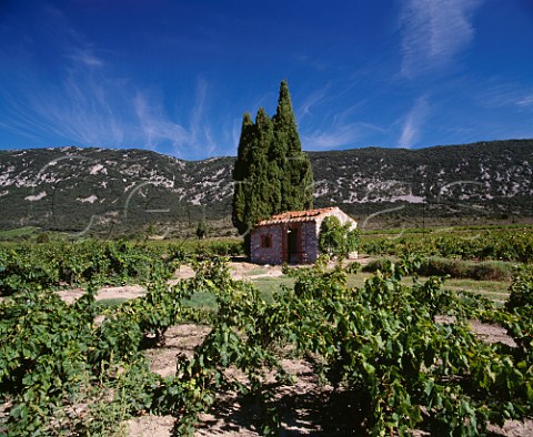 Vineyards near CaudisdeFenouilldes   PyrnesOrientales France  AC Ctes du Roussillon    Vin de Pays des Cteaux de Fenouilldes