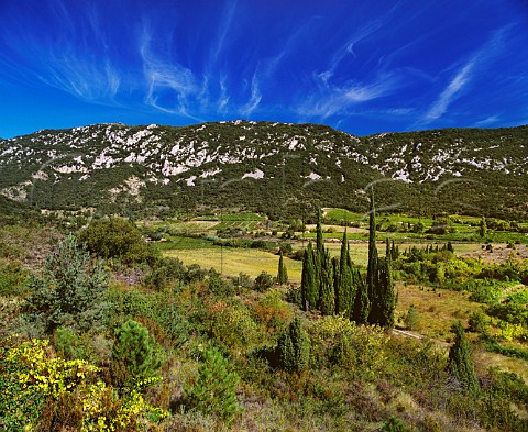 Vineyards near CaudisdeFenouilldes   PyrnesOrientales France AC Ctes du Roussillon  Vin de Pays des Coteaux de Fenouilldes