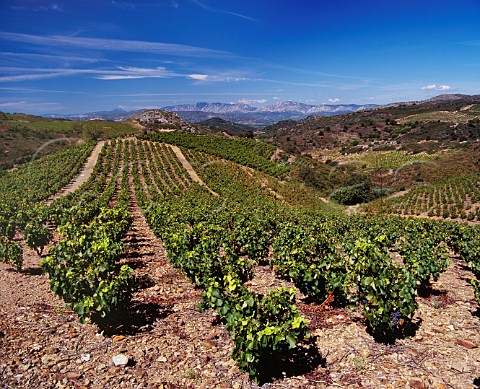 Vineyard on schist soil high in the hills near Calce PyrnesOrientales France  ACs Ctes du RoussillonVillages  Rivesaltes