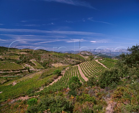 Vineyards high in the hills near Calce   PyrnesOrientales France  ACs Ctes du RoussillonVillages  Rivesaltes