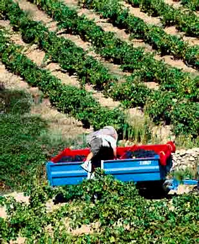 Harvesting Syrah grapes at Caramany   PyrnesOrientales France    Ctes du RoussillonVillages Caramany