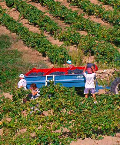Harvesting Syrah grapes in vineyard at Caramany   PyrnesOrientales France    Ctes du RoussillonVillages Caramany