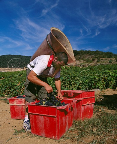 Harvesting Syrah grapes in vineyard at Caramany   PyrnesOrientales France    Ctes du RoussillonVillages Caramany