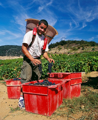 Harvesting Syrah grapes at Caramany   PyrnesOrientales France    Ctes du RoussillonVillages Caramany