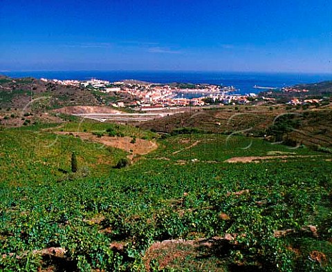 Vineyards on the hills surrounding PortVendres   PyrnesOrientales France  ACs Collioure  Banyuls