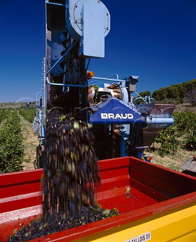 Machine harvesting of Syrah grapes at  Chteau de PechCeleyran SallesdAude   Aude France   Coteaux du Languedoc la Clape