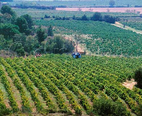 Machine harvesting of Syrah grapes at  Chteau de PechCeleyran SallesdAude Aude   France   Coteaux du Languedoc la Clape