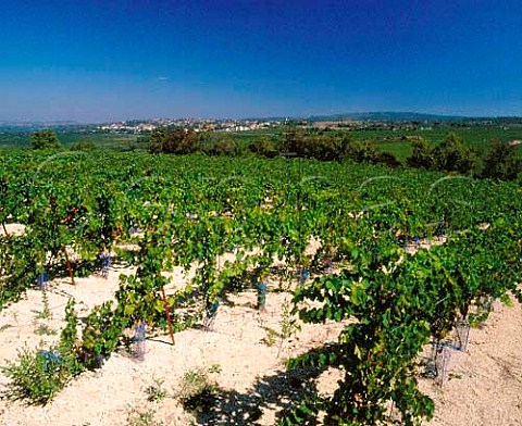 Syrah vineyard of Chteau de PechCeleyran   SallesdAude Aude France     Coteaux du Languedoc la Clape