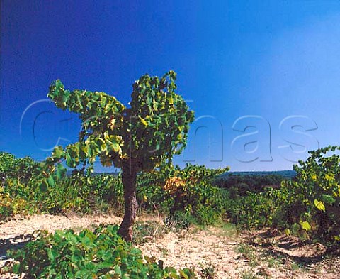Old Grenache vineyard on sandy soil of   Chteau de PechCeleyran SallesdAude   Aude France  Coteaux du Languedoc la Clape