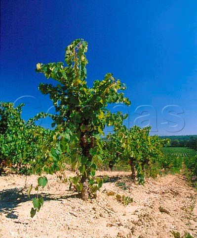 Old Grenache vineyard of   Chteau de PechCeleyran SallesdAude   Aude France  Coteaux du Languedoc la Clape