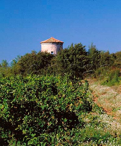 Old tower in vineyard of Chteau PechCeleyran   SallesdAude Aude France  Coteaux du Languedoc la Clape