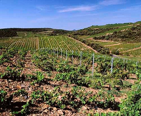 Syrah vineyard of Domaine StAntonin   Frdric Albaret planted in the schist soil above   La Liquire Hrault France       AC Faugres
