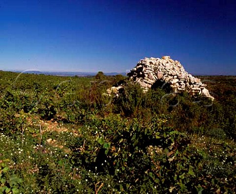 Traditional stone building capitelle by Mourvdre  vineyard of Domaine Peyre Rose Marlne Soria  StPargoire Hrault France  Cteaux du Languedoc
