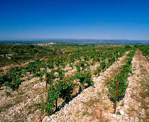 Vineyard of Domaine Peyre Rose with the village of   StPonsdeMauchiens in the distance   StPargoire Hrault France    Coteaux du Languedoc