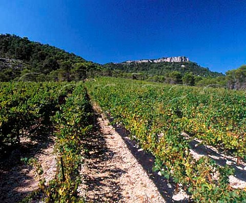 Syrah vineyard of Chteau de Cazeneuve below   the Rocher du Causse Lauret Hrault France   Coteaux du Languedoc Pic StLoup
