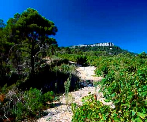 Syrah vineyard of Chteau de Cazeneuve below   the Rocher du Causse Lauret Hrault France   Coteaux du Languedoc Pic StLoup