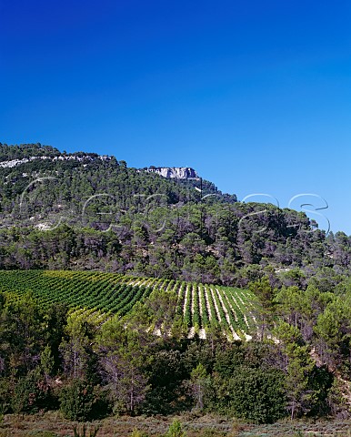 Vineyard of Chteau de Cazeneuve below the   Rocher du Causse Lauret Hrault France   Coteaux du Languedoc Pic StLoup