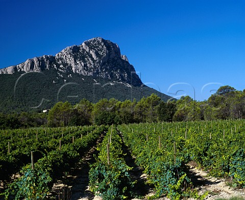 Viognier vineyard below Pic StLoup   Domaine de lHortus near StMathieudeTrviers  Hrault France   Vin de Pays dOc