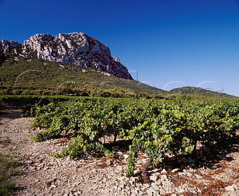 Syrah vineyard of Domaine de lHortus on   the slopes of Pic StLoup near StMathieudeTrviers Hrault France   Coteaux du Languedoc Pic StLoup