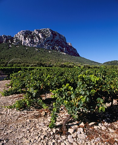 Syrah vineyard of Domaine de lHortus on   the slopes of Pic StLoup   near StMathieudeTrviers Hrault France   Coteaux du Languedoc Pic StLoup