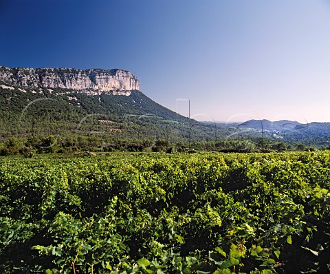 Syrah vineyard of Domaine de lHortus below  Montagne dHortus near StMathieudeTrviers   Hrault France   Coteaux du Languedoc Pic StLoup