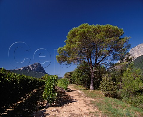 Syrah vineyard of Domaine de lHortus with   Pic StLoup left and Montagne dHortus   near StMathieudeTrviers Hrault France    Coteaux du Languedoc Pic StLoup