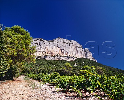Mourvdre vines in La Soulane vineyard of Domaine de lHortus on the slopes of Montagne dHortus StMathieudeTrviers Hrault France    Coteaux du Languedoc PicStLoup