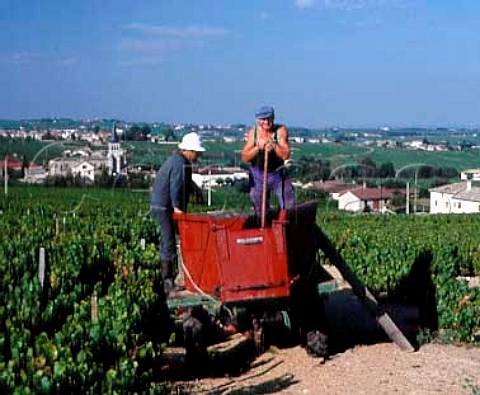 Harvesting in vineyard of Domaine de la Tour du Bief   at Chnas Rhne France    MoulinVent  Beaujolais