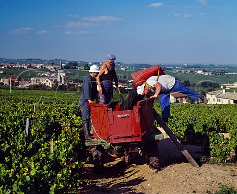 Harvesting in vineyard of Domaine de la Tour du Bief   at Chnas Rhne France    Moulin  Vent  Beaujolais