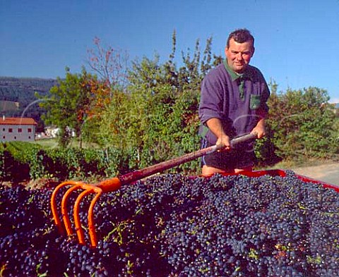 Michel Tte with trailer load of Gamay grapes in one   his vineyards at Julinas  Domaine de Clos du Fief Rhne France     Julinas  Beaujolais