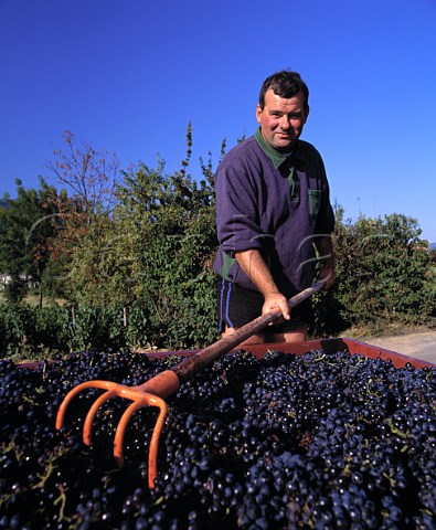 Michel Tte with trailer load of Gamay grapes in one   his vineyards at Julinas  Domaine de Clos du Fief Julinas Rhne France     Julinas  Beaujolais