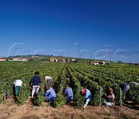 Harvesting Gamay grapes in vineyard of   Michel Tte Domaine de Clos du Fief Julinas   Rhne France  Julinas  Beaujolais