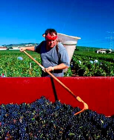 Harvesting Gamay grapes in vineyard of   Michel Tte Domaine de Clos du Fief Julinas   Rhne France  Julinas  Beaujolais