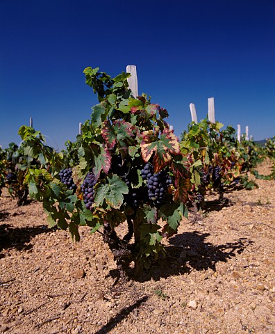 Gamay vines in the decomposed granite soil of  Rgni France  Rgni  Beaujolais