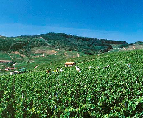 Harvesting in vineyard at Fleurie Rhne France    Fleurie  Beaujolais