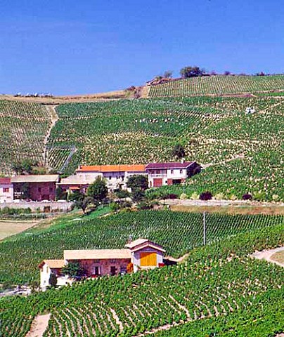 Vineyards near Fleurie Rhne France    Fleurie  Beaujolais